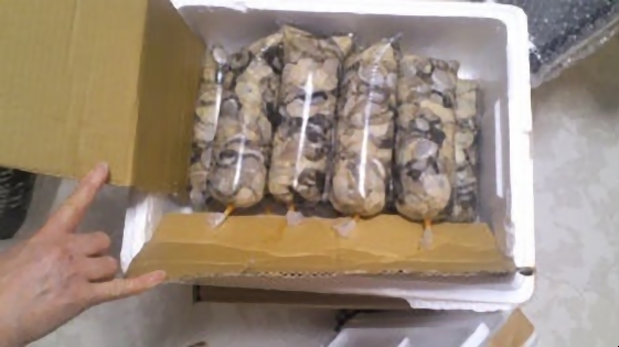 2月下旬私達が皆で作業した牡蠣が実った!!　被災地から届いたばかりの牡蠣